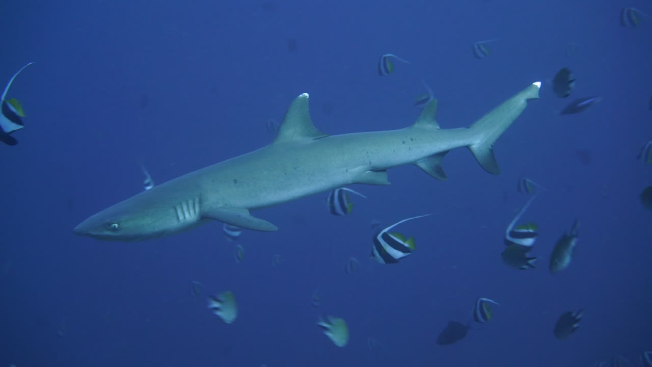카메라에 가까운 해류에서 헤엄치는 화이트팁 리프 샤크