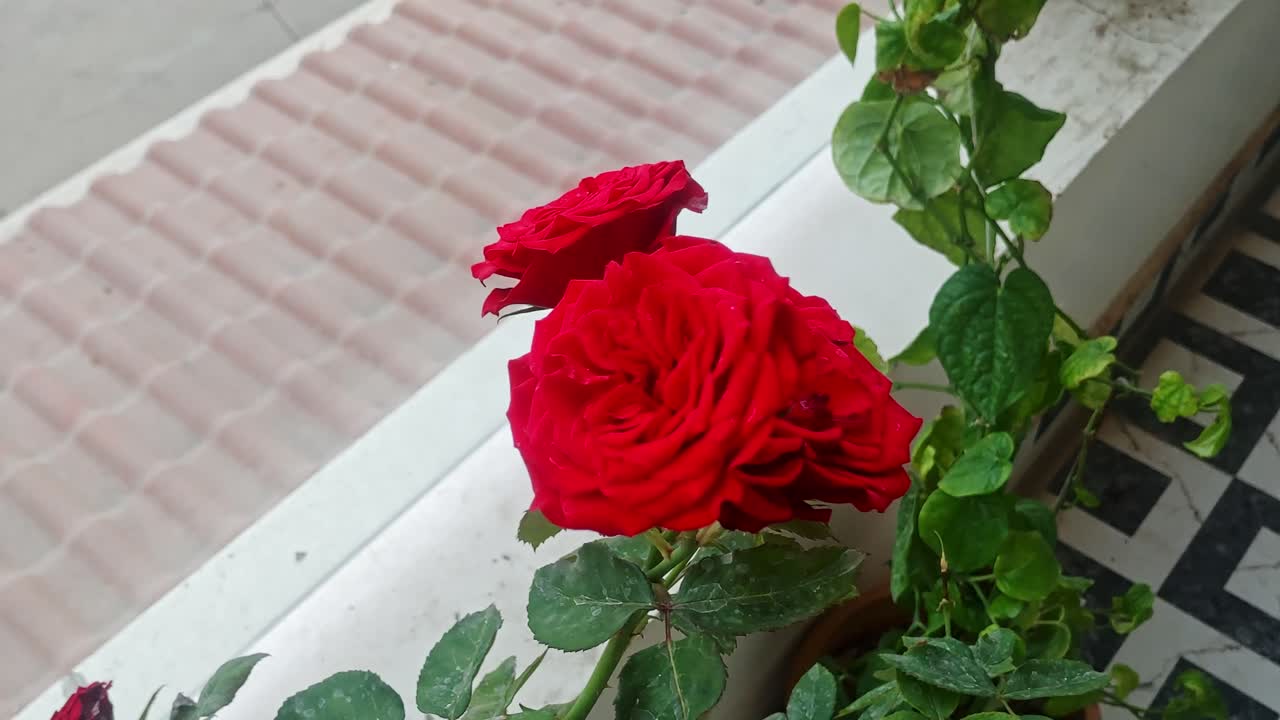 住宅の庭の植物の枝に咲く複数のバラが風に揺れている。昼間の安定した4Kショット。