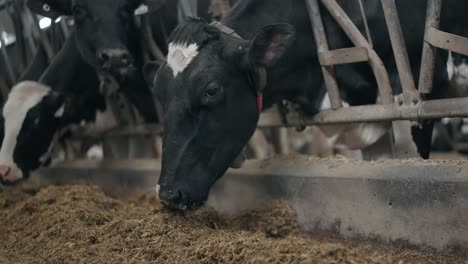 closeup of dairy cows eating hay in the barn - slow motion