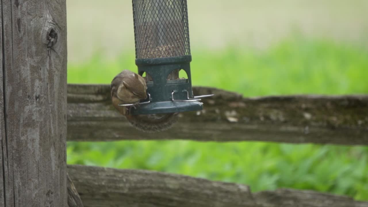adorable ardilla alimentándose de un comedero para pájaros oscilante