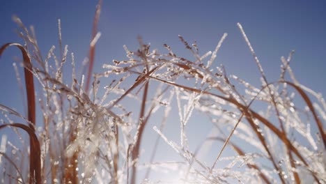 close up of frozen grass