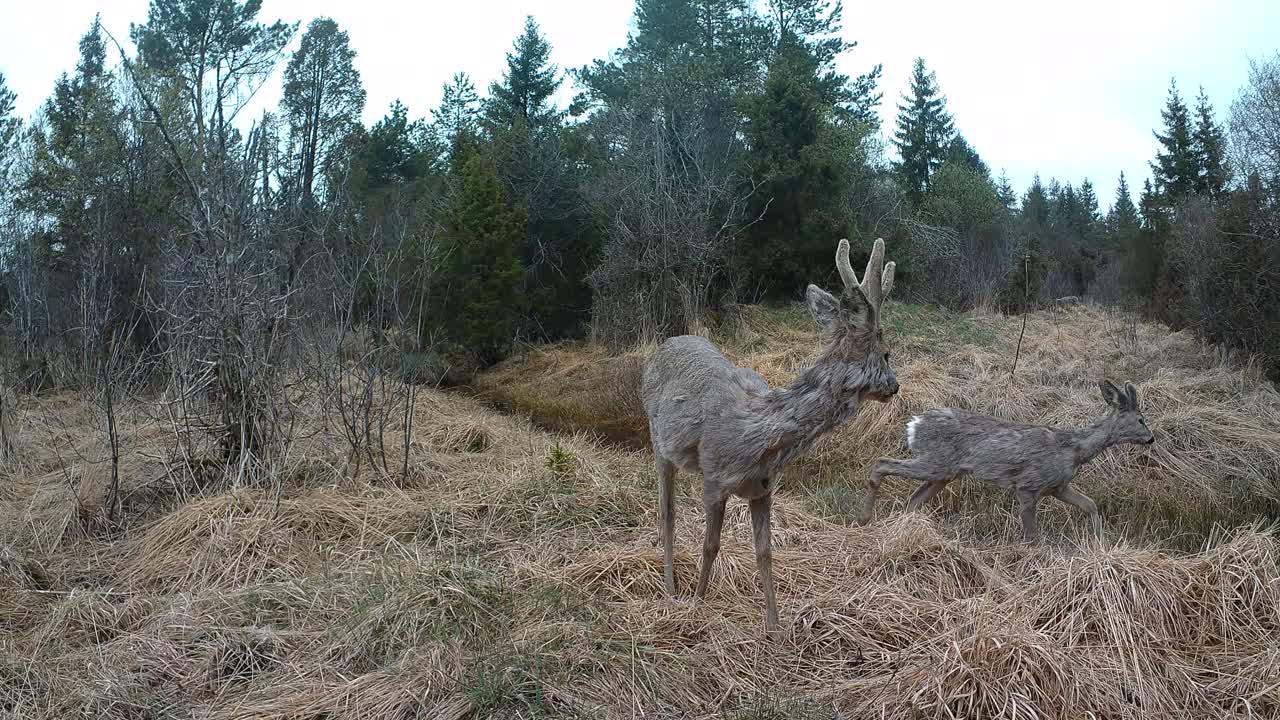 Roe deer (Capreolus capreolus) couple looking for food during the spring moult. Saaremaa, Estonia.