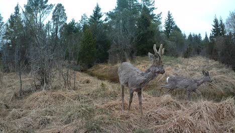 roe deer (capreolus capreolus) couple looking for food during the spring moult. saaremaa, estonia.