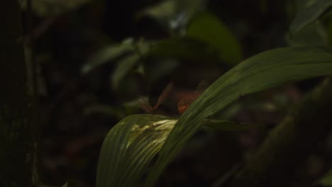 a pair of transparent phantom butterflies flying in courtship on a leaf in the undergrowth of peru’s amazon.