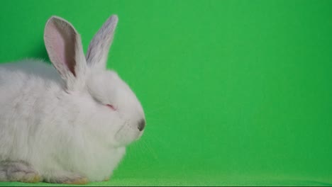 beautiful white bunny falls asleep isolated on green background. the rabbit is sleeping. 4k video