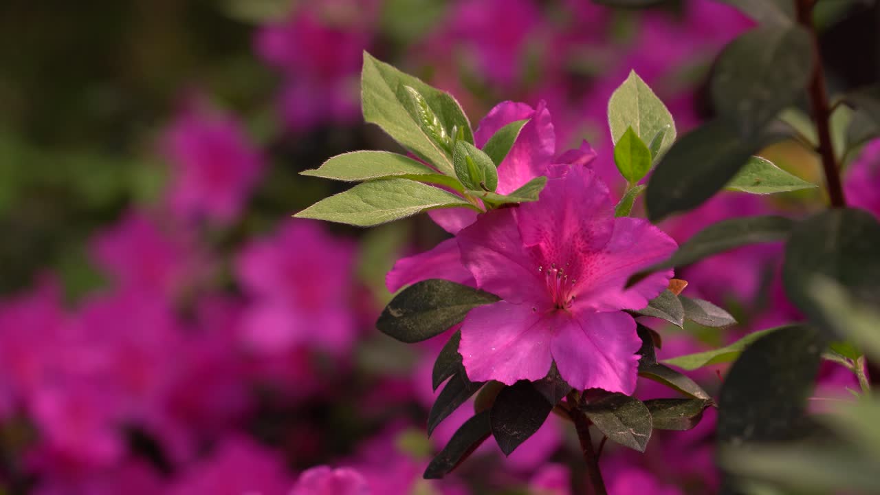 Bunga Azalea mekar di musim semi di Savannah, Georgia