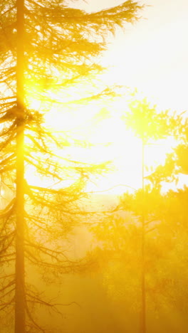 hora de oro en el bosque