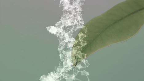 Animation-of-dna-strand-spinning-over-leaf