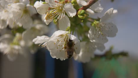 a bee is in white cherry blossom and looking for nectar - slight slow motion
