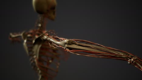 anatomía de los vasos sanguíneos del cuerpo humano