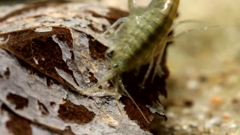 scud feeding on a dead leaf - close view