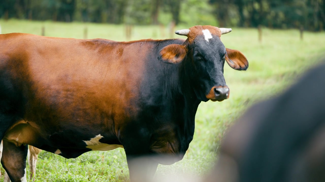 Sapi Cokelat dan Hitam Berdiri di Padang Rumput Hijau