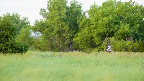 A-rider-on-an-American-Quarter-Horse-in-a-field-near-Boulder,-Colorado,-USA