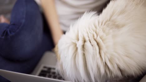 Woman-want-to-work-on-laptop,-but-cat-is-disturbing-her-laying-on-keyboard,-close-up