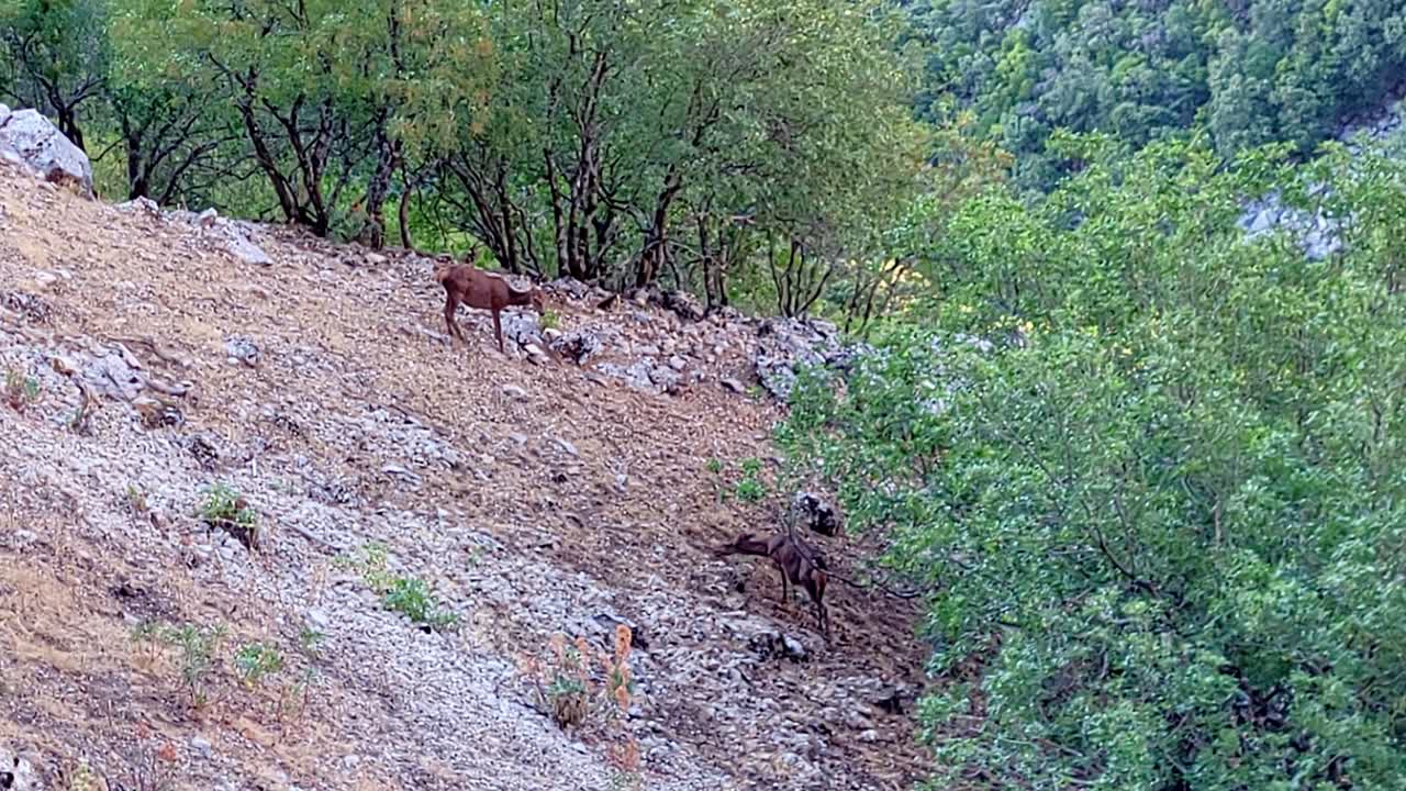 Female deers grazing on the mountain. Female deer eating grass among the rocks on a rocky mountain. Cazorla National Park. Spain