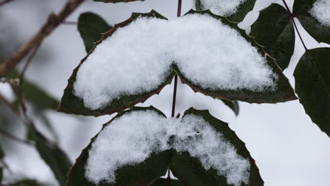 Frozen-branches