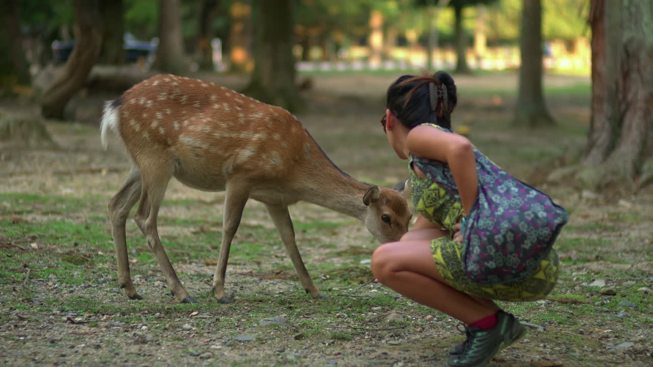 An Asian woman joyfully interacts with a deer, attempting to feed it, within the expansive wildlife enclosure of Toda-ji temple in Nara, Japan.
