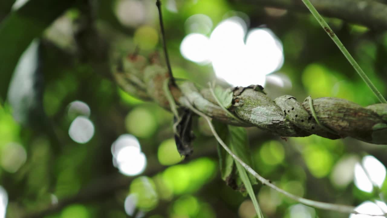 hormiga arrastrándose por la vid