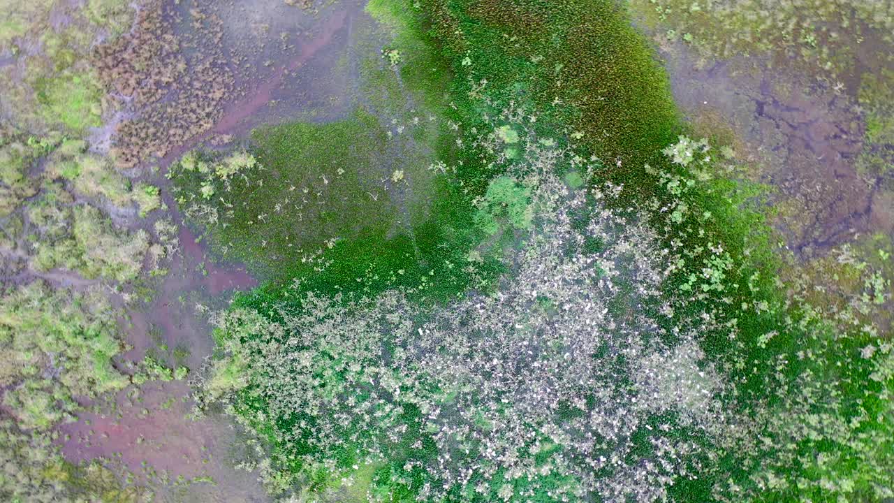 vista de drones de bandadas de garzas en dormitorios, pájaros, animales salvajes