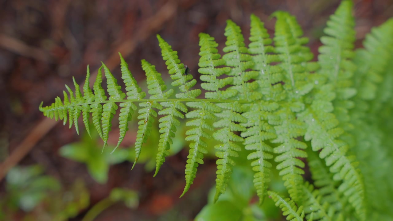 Fronda di felce verde con un piccolo insetto su una foglia in un ambiente forestale naturale