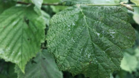 raindrops on the green leaves of a young deciduous tree, close-up. natural forest pattern, texture, background, graphic resources. ecology, environment, ecosystem, botany, gardening, seasons, summer