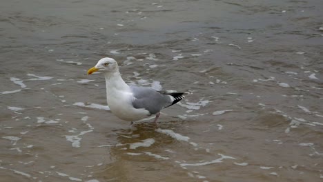 sola gaviota vadeando en una playa de arena del mar báltico