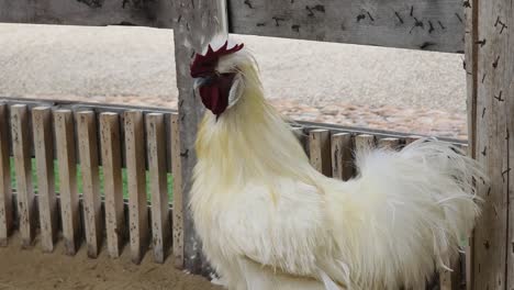 white rooster in a coop