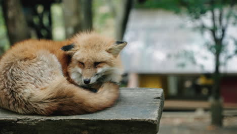 Schlafender-Rotfuchs-Auf-Holz