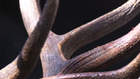 tight shot of elk antlers