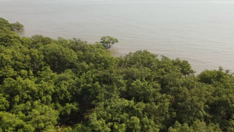 Mangrove-trees-growing-at-the-coastal-area-of-Samut-Prakan,-successful-reforestation-program,-Thailand