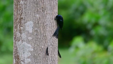 the greater racket-tailed drongo is known for its tail that looks like a racket