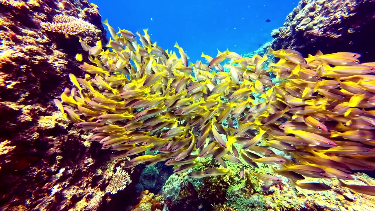 En dynamisk stime gule fisk svømmer energisk rundt om et koralrev og skaber en levende undervandsscene. Ideel til marinbiologisk indhold og visuals om havbevaring.