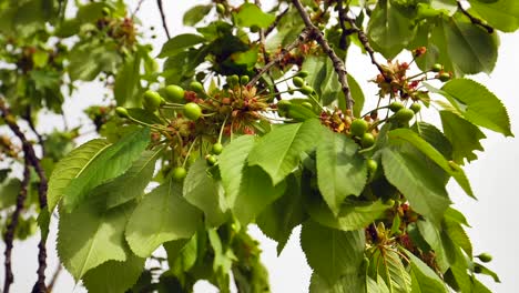 close-up view of green cherries and leaves on tree twigs at springtime