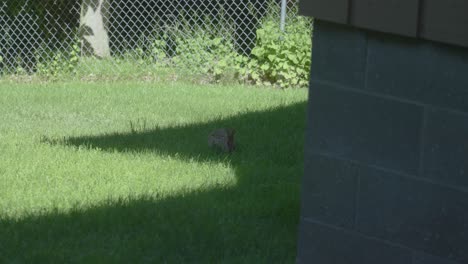 Ein-Kleines-Kaninchen-In-Muskegon,-Michigan