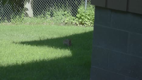 un pequeño conejo en muskeogn, mi