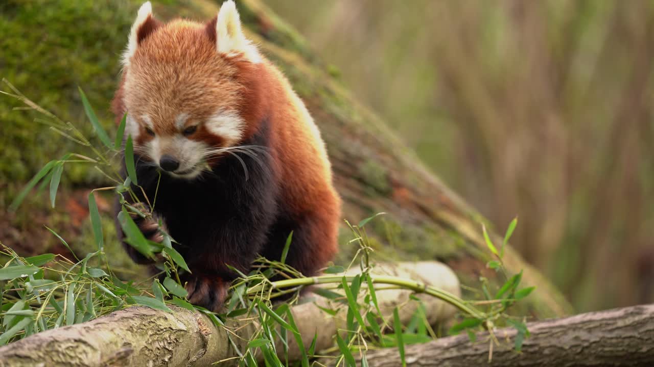Adorable cute red panda with vibrant fire fur gnaws and holds bamboo eating, telephoto closeup