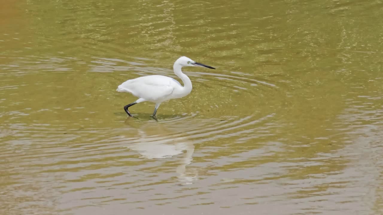 One Little Egret Fishing in Shallow Sea Water Sandy Beach Paddle , Observing Fishes in Clean Pond