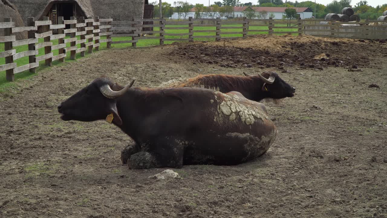 Resting Carpathian water buffaloes are digesting food by ruminating in a farm environment in Puszta, Hungary