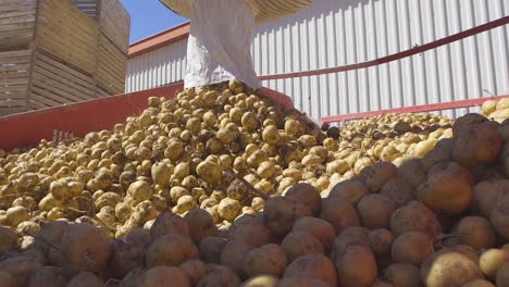 las patatas se mueven en una máquina industrial.