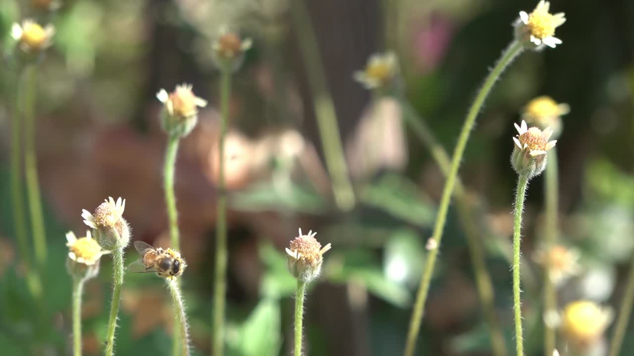 꽃에서 꿀과 꽃가루를 모으는 벌