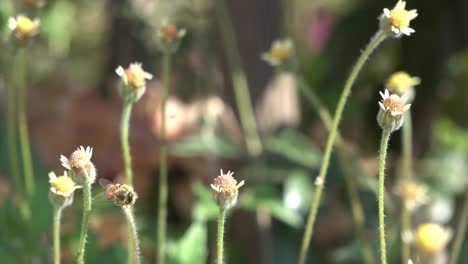 一隻蜜蜂從花中收集花蜜和花粉