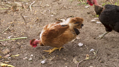 pollo de cuello desnudo marrón y negro comiendo semillas de maíz en el suelo - tiro de ángulo bajo