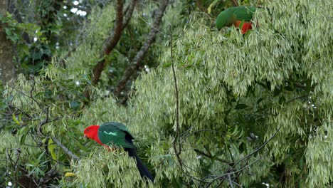 pair of australian king-parrots calmly consuming ash seeds in native ash tree - illawarra, nsw - 4k 60fps