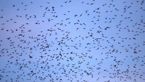 miles de golondrinas vuelan caóticamente contra el cielo azul