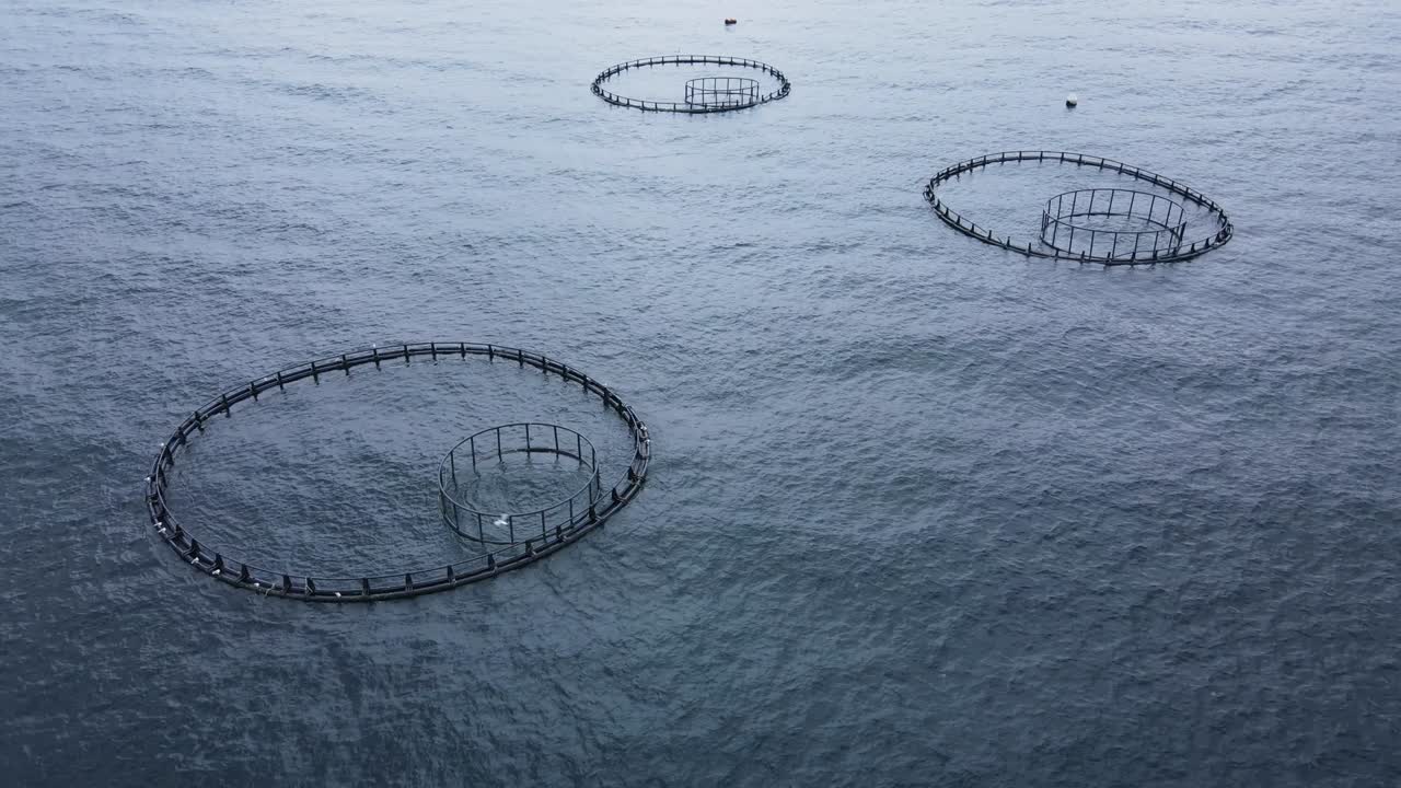 수확할 수 있을 때까지 물고기와 함께 바다에 있는 물고기 농장의 물고기 케이지