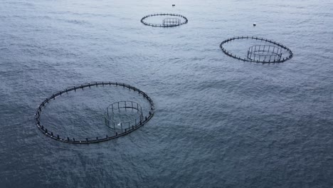 fish cages of fish farm in sea with fish until they can be harvested .