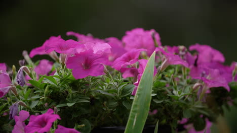 Arbusto-Corto-De-Flores-Rosadas