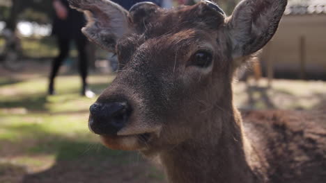 Hirsch-Schaut-Sich-Im-Nara-Park-In-Osaka,-Japan-Um