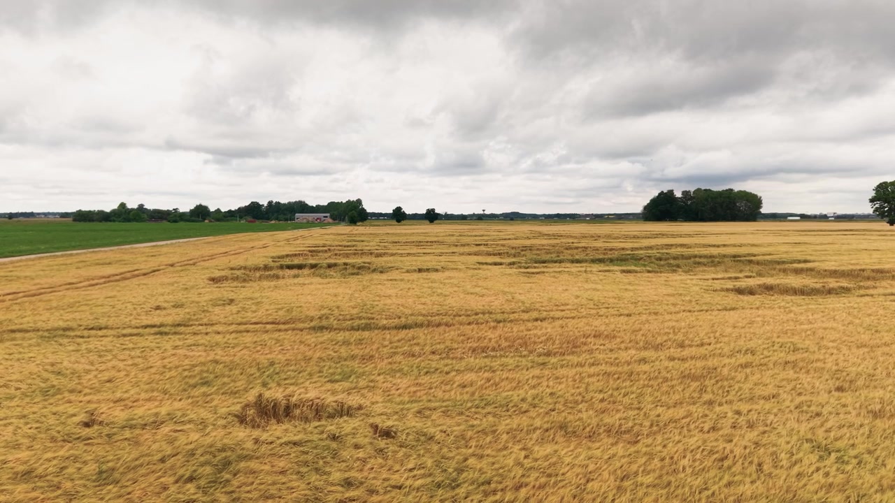 Weitläufige Luftaufnahmen zeigen ein goldenes Weizenfeld, das sich bis zum Horizont erstreckt, unter einem stimmungsvollen, bedeckten Himmel, wobei die weite Agrarlandschaft, lebendige Farben und ländliche Ruhe hervorgehoben werden