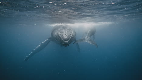 large female humpback whale with her calf